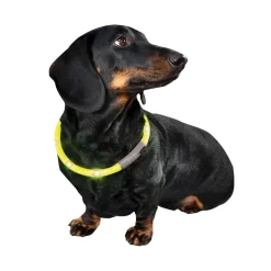 Bow & Arrow Rechargeable Light-Up Dog Neck Band