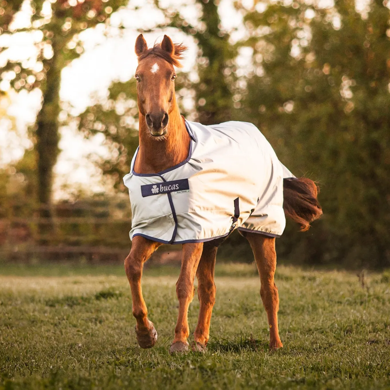 Bucas Power Turnout Blanket 0 g