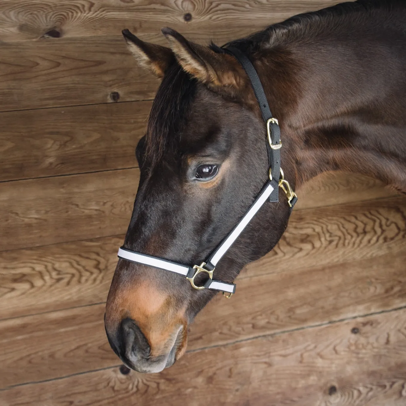 Extreme Two Tone Nylon Halter