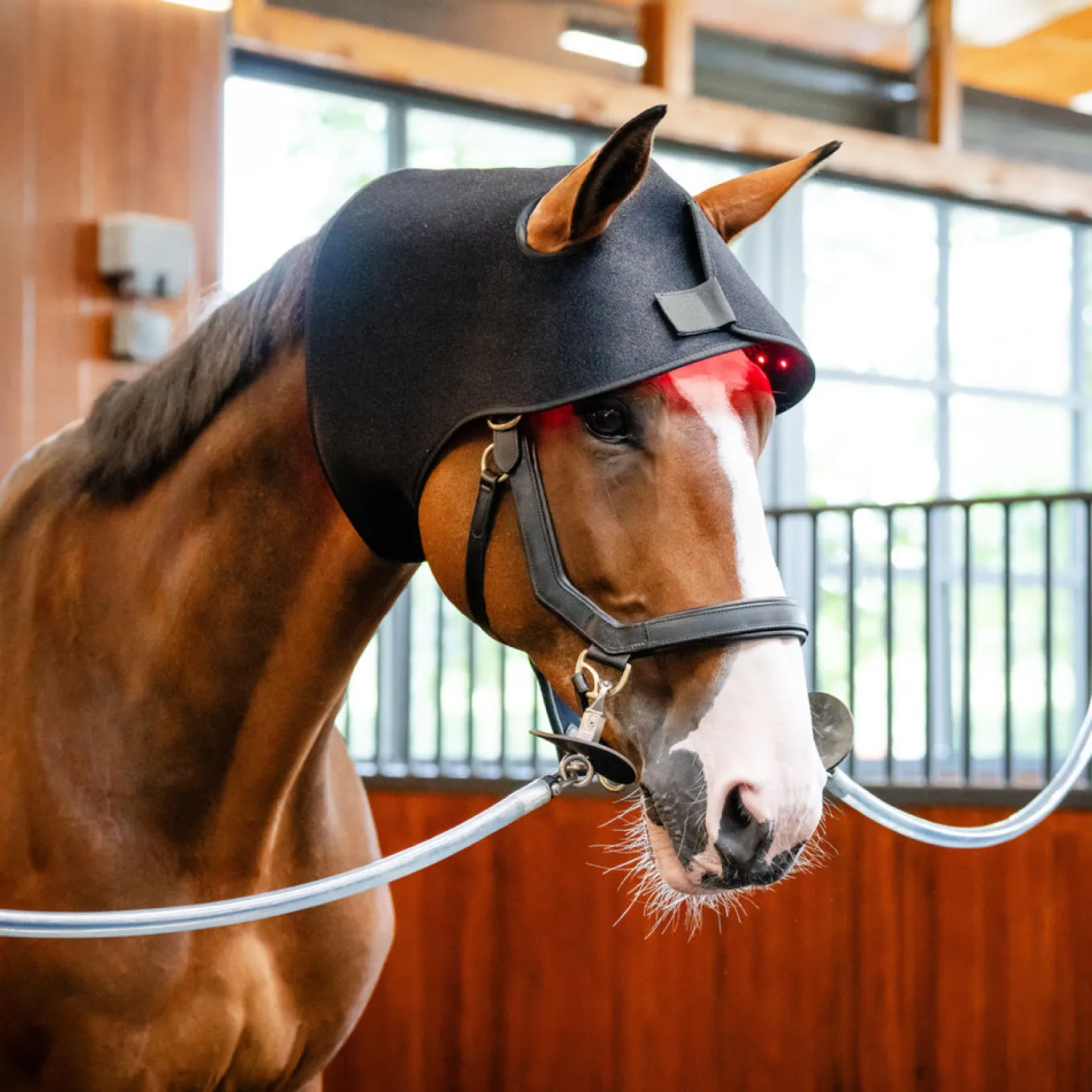Horseware LED Red Light Therapy Poll Cap