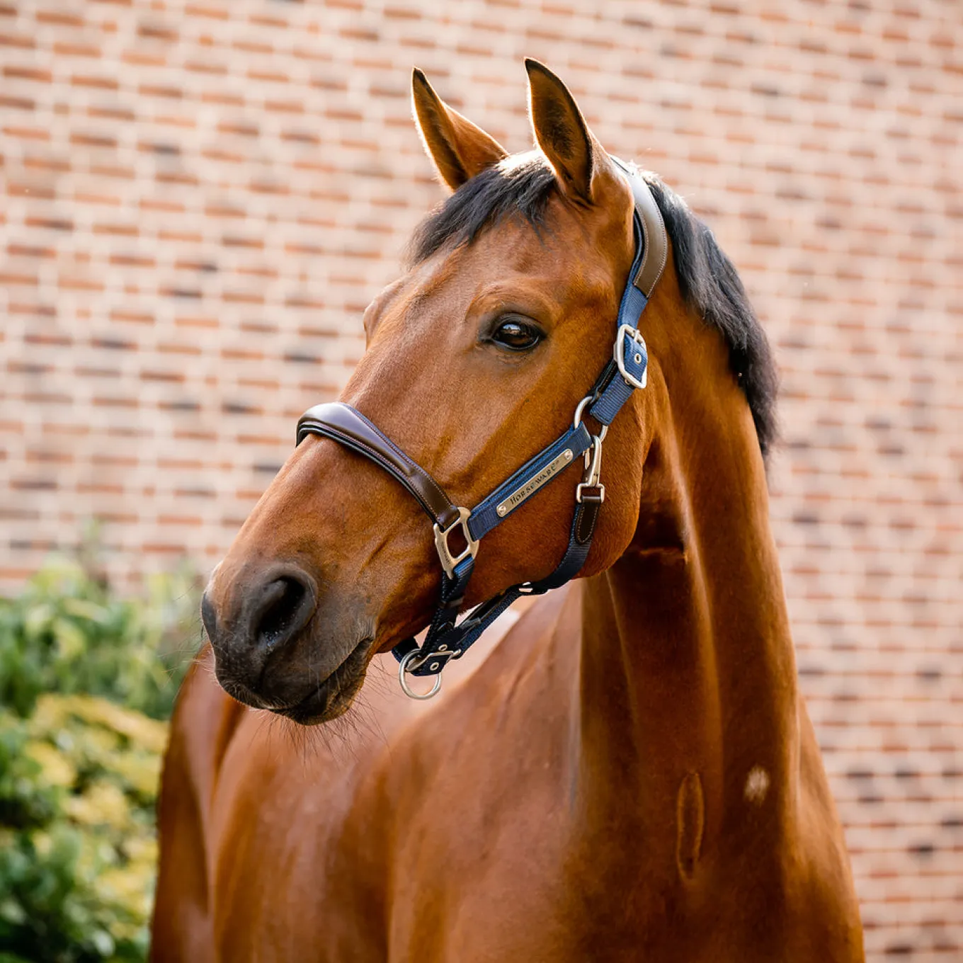 Horseware Signature Competition Halter