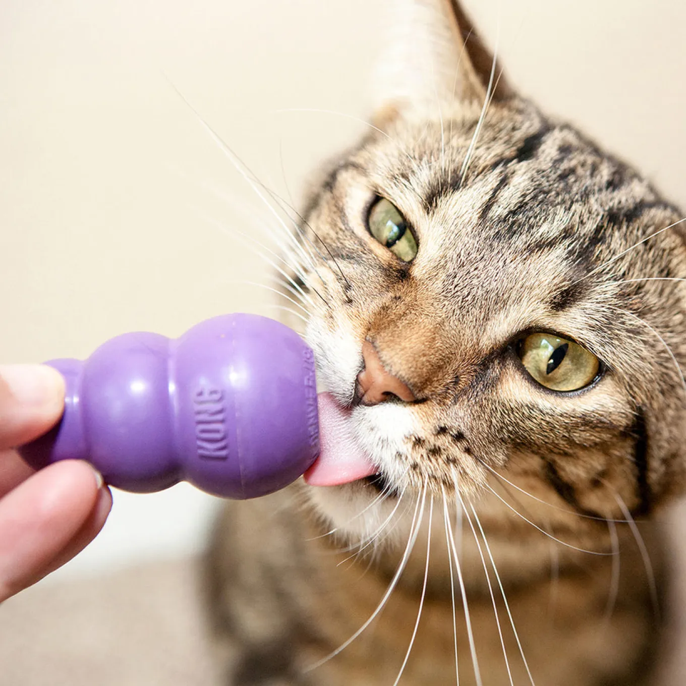 Kitty Kong