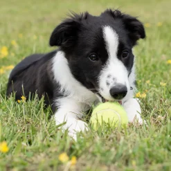 Kong Airdog SqueakAir Ball