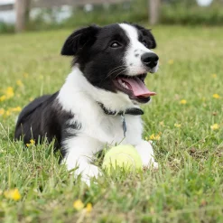 Kong Airdog SqueakAir Ball