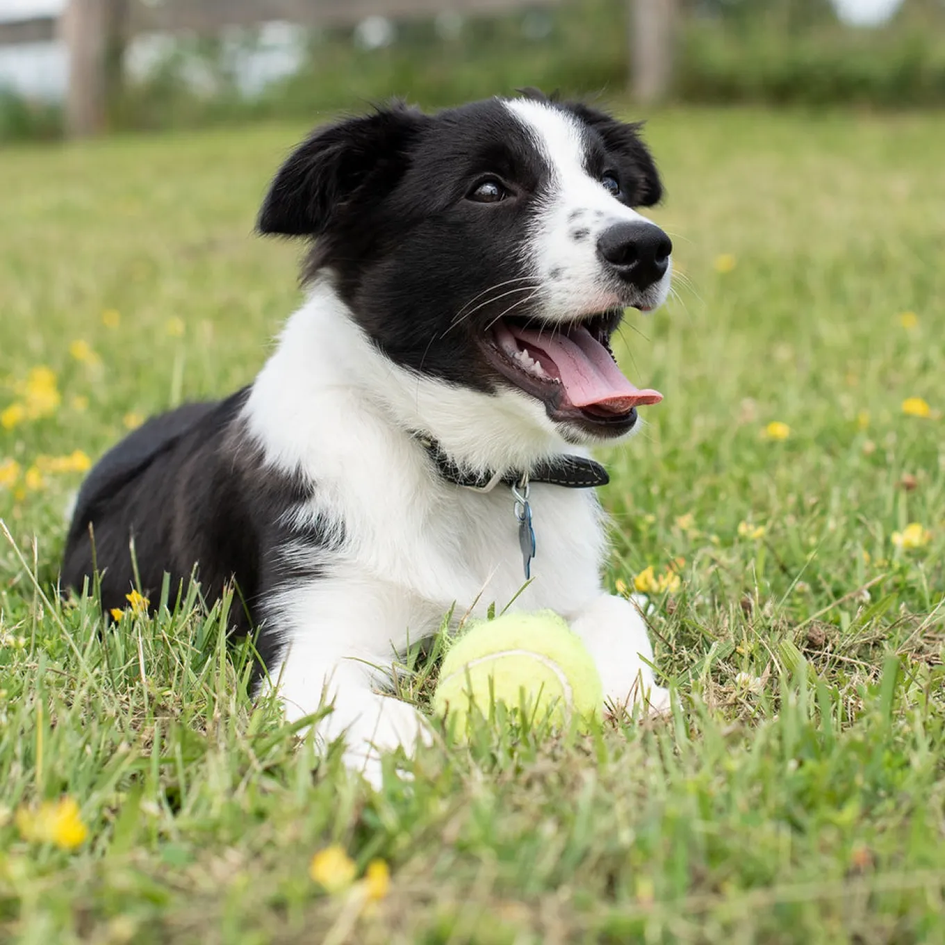 Kong Airdog SqueakAir Ball