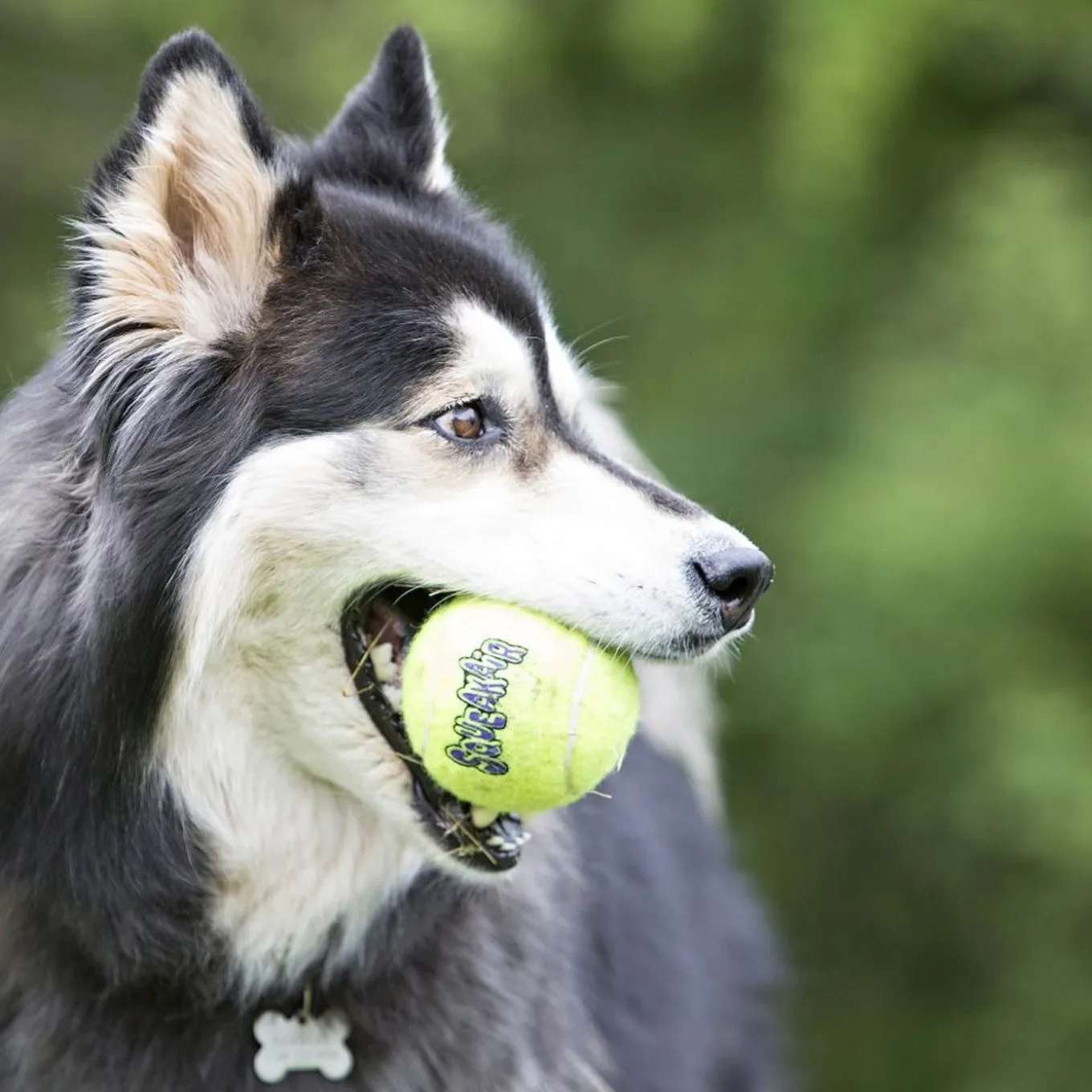 Kong Airdog SqueakAir Ball Extra Small - 3 Pack