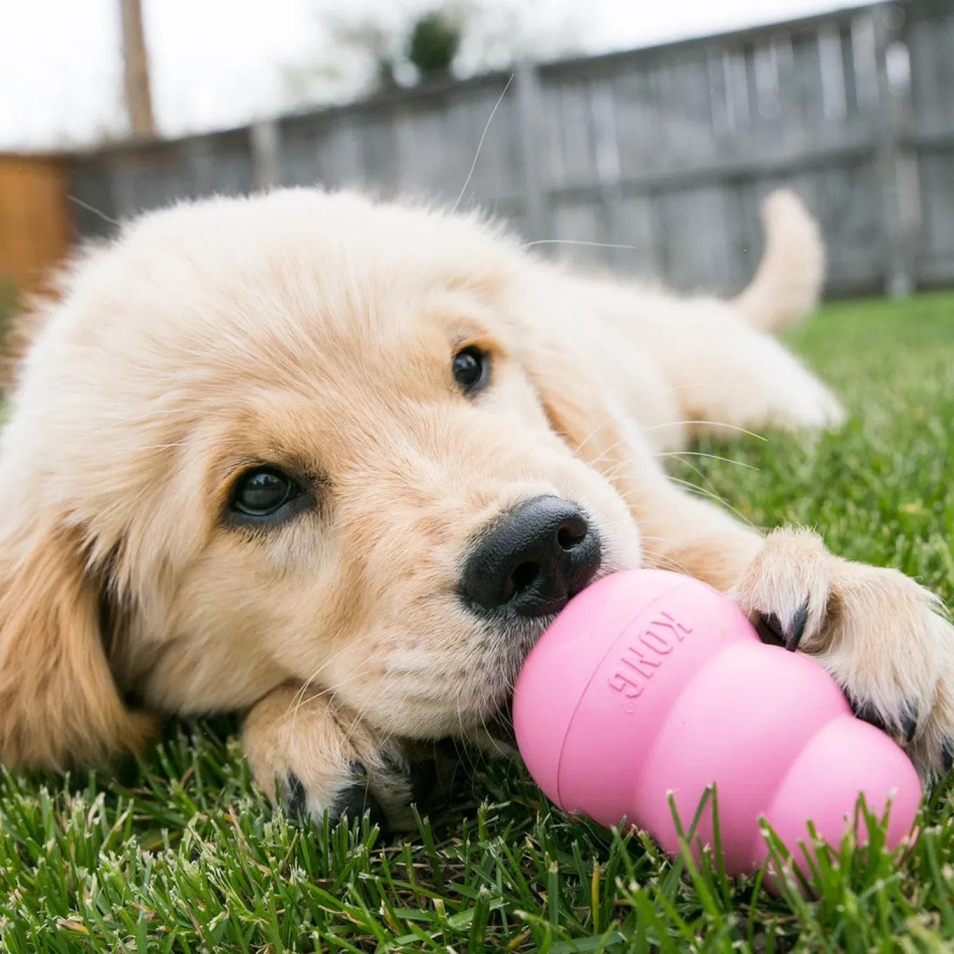 Kong Puppy
