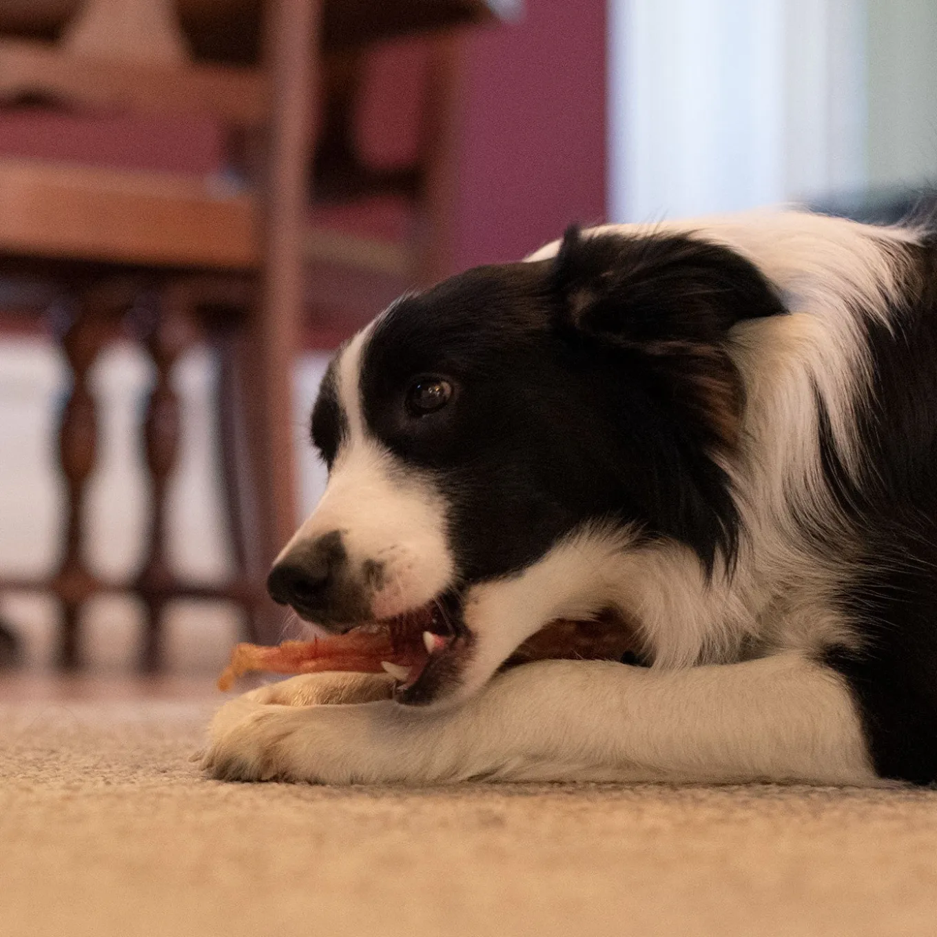 Open Range Beef Tendon Dog Chew 12 cm