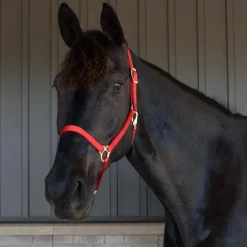 Shedrow Deluxe 3/4 in. Halter