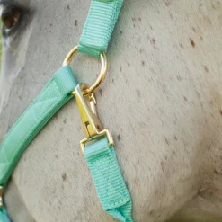 Shedrow Deluxe Halter