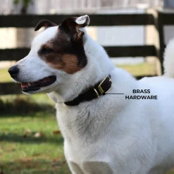 Shedrow K9 Bristol II Flat Leather Collar