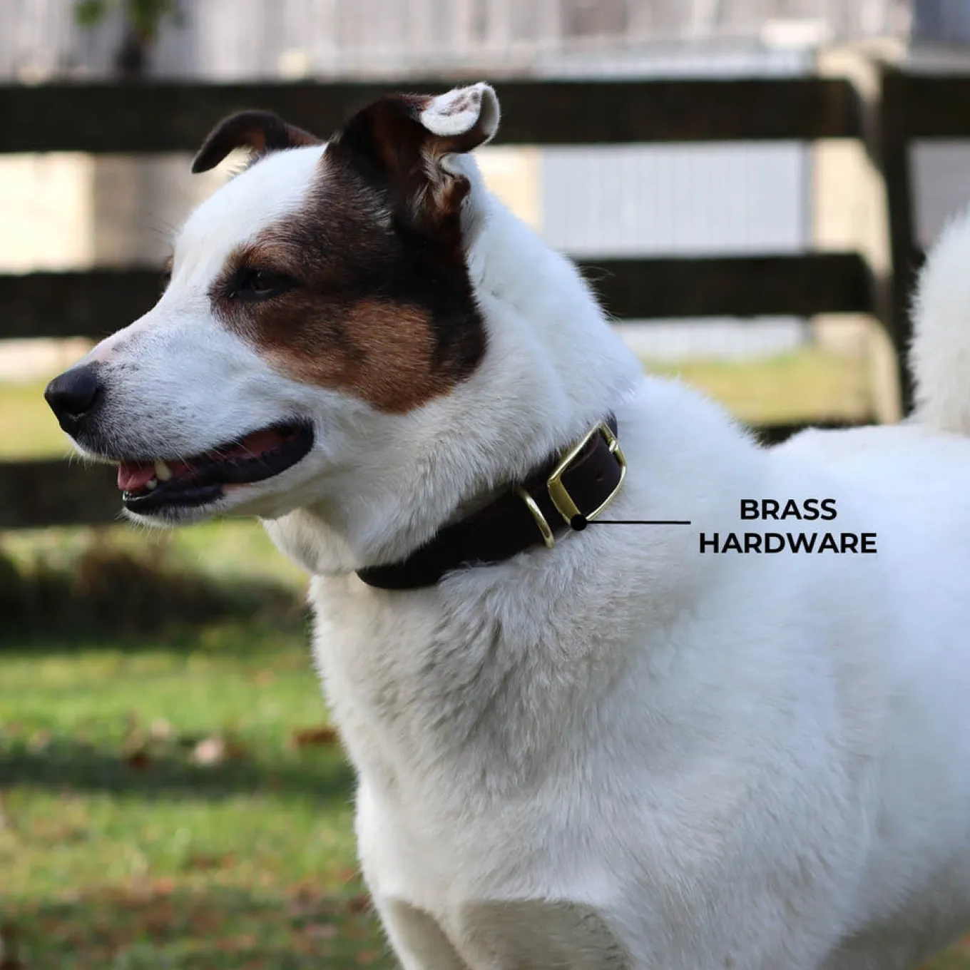 Shedrow K9 Bristol II Flat Leather Collar