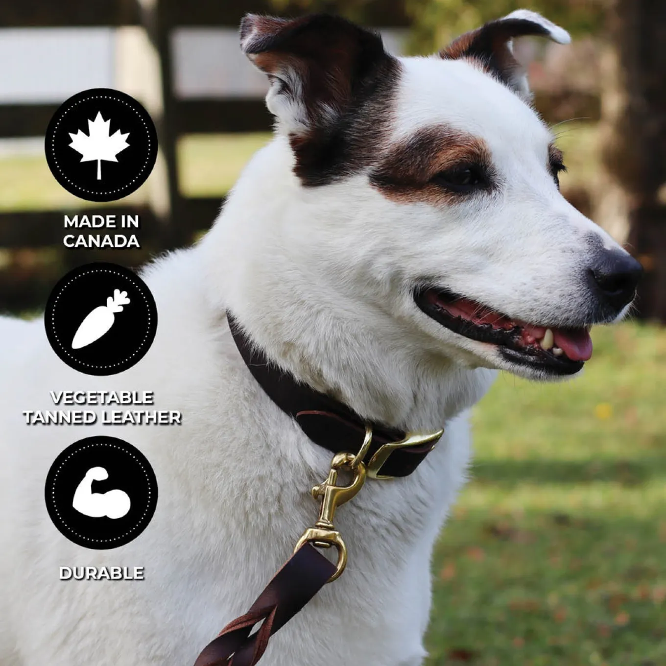 Shedrow K9 Bristol II Flat Leather Collar