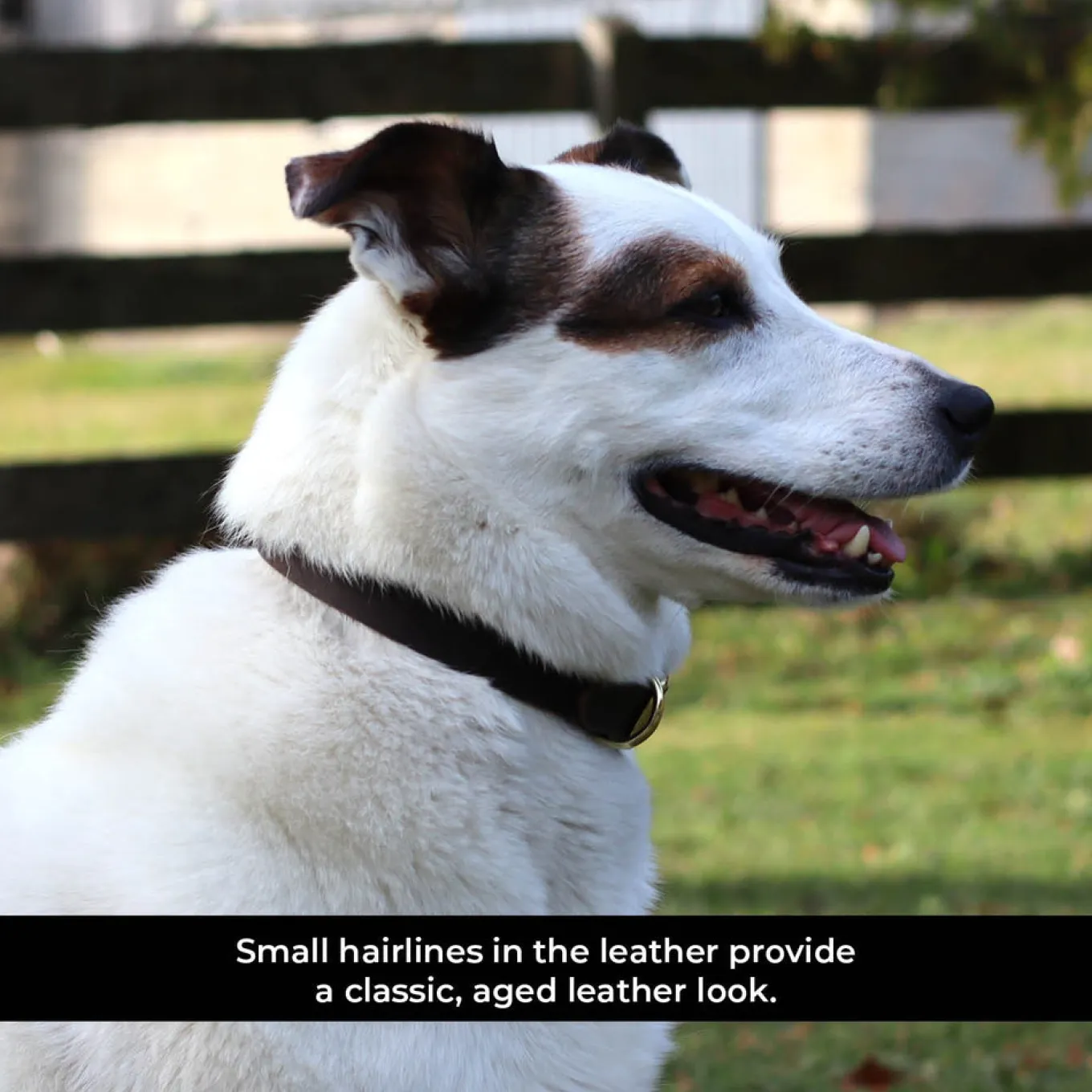 Shedrow K9 Bristol II Flat Leather Collar