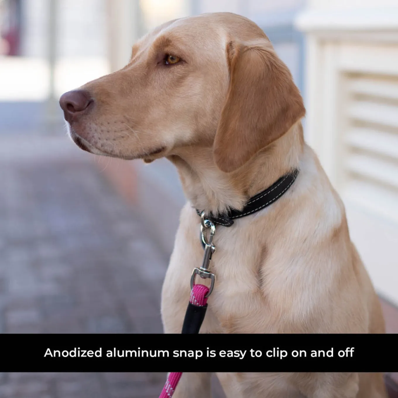 Shedrow K9 Camino Rope Leash