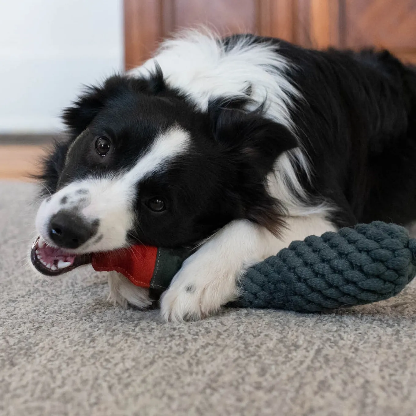 Shedrow K9 Duck Rope & Water Bottle Dog Toy