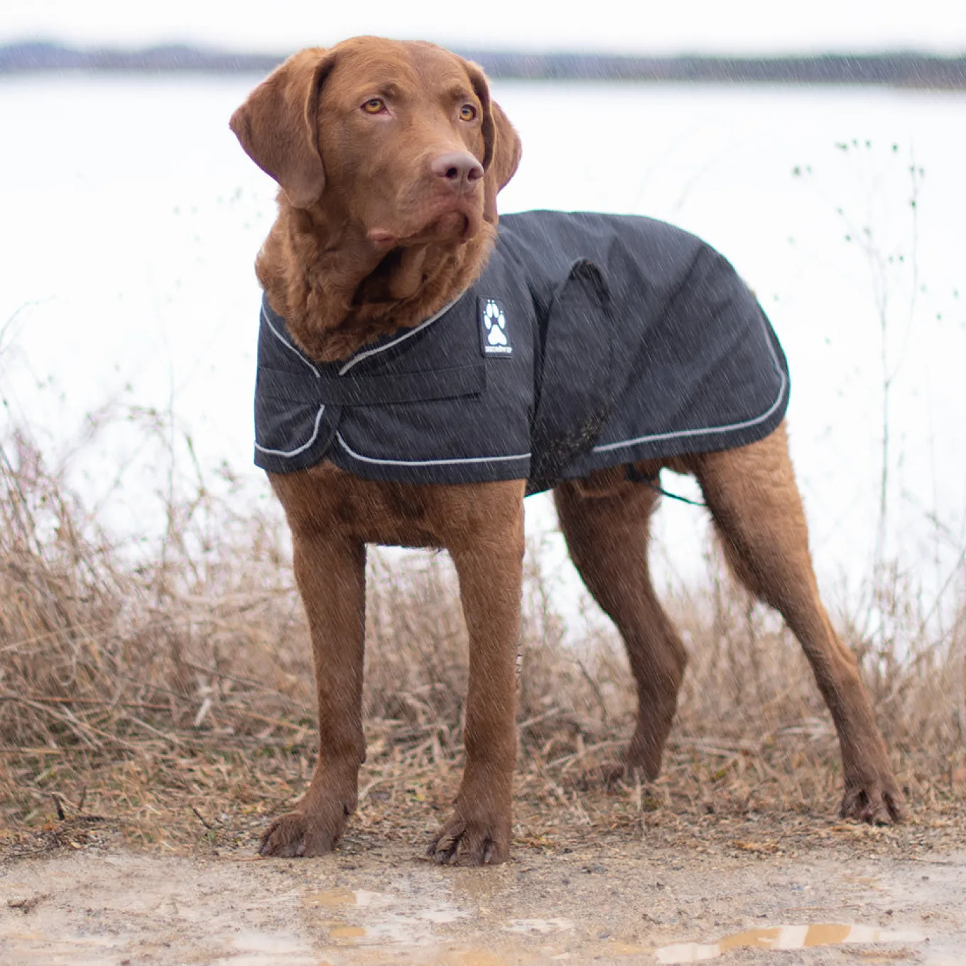 Shedrow K9 Harbour 2.0 Rain Coat