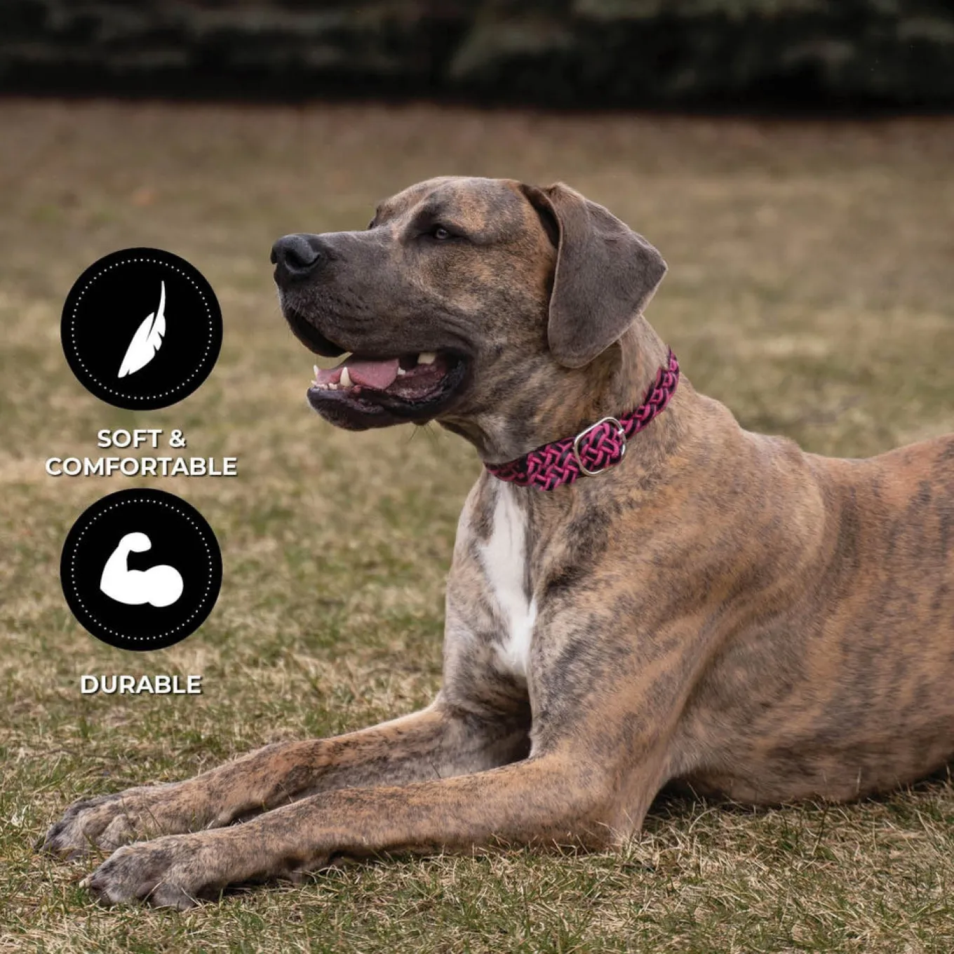 Shedrow K9 Rideau Braided Rope & Leather Collar