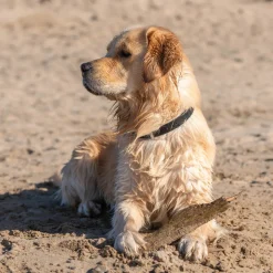 Shedrow K9 Tofino II Waterproof Collar