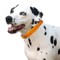 Shedrow K9 Tofino II Waterproof Collar
