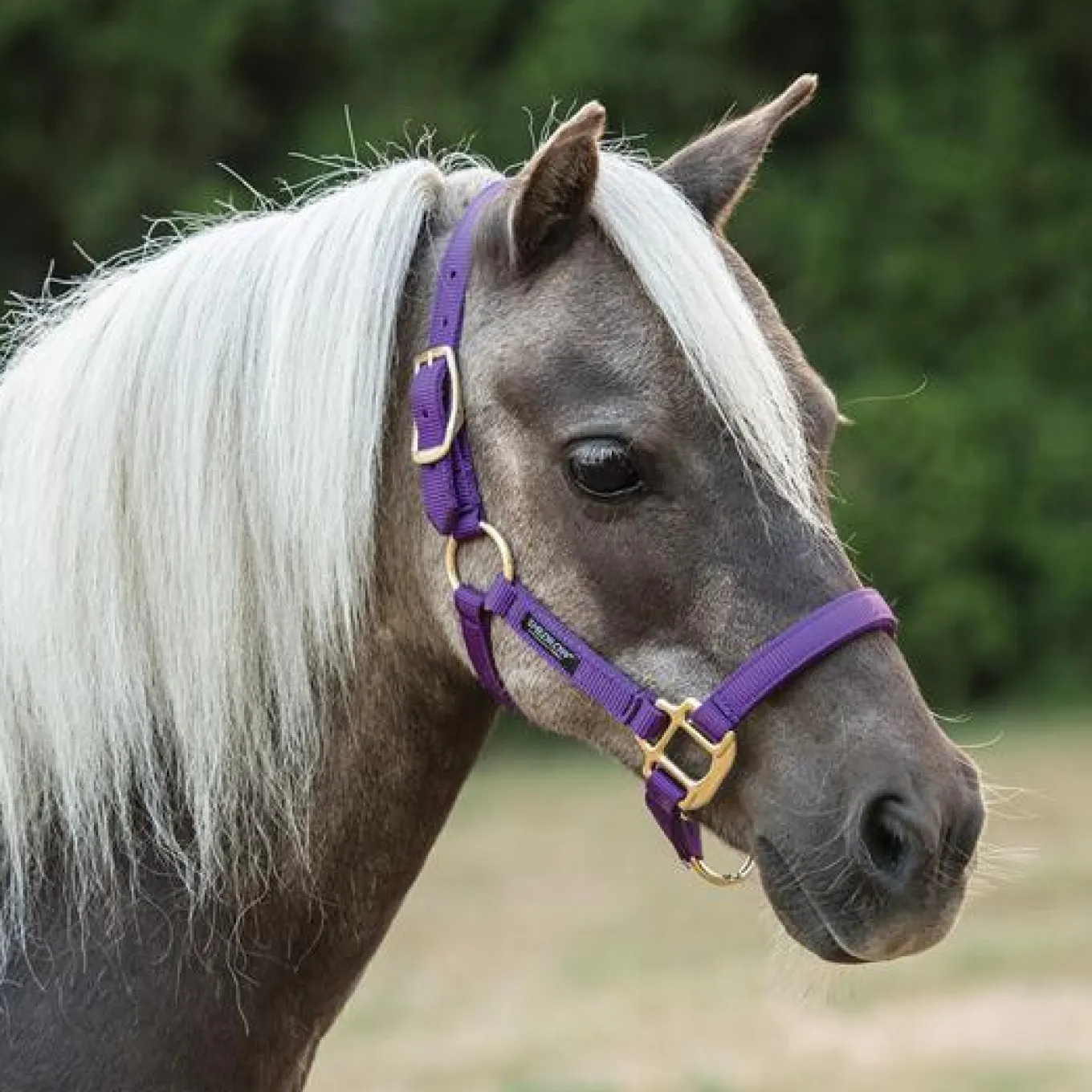 Shedrow Mini Nylon Halter