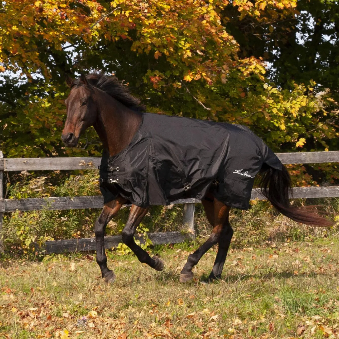 Shedrow Rainsheet 0 g