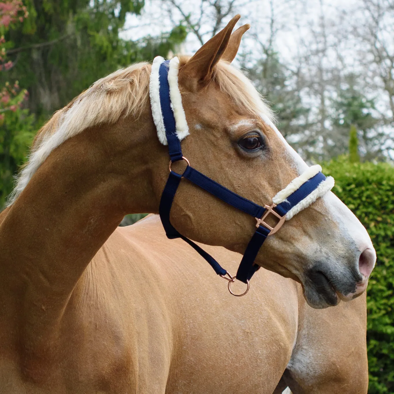 Shedrow Rose Gold Sheepskin Lined Halter