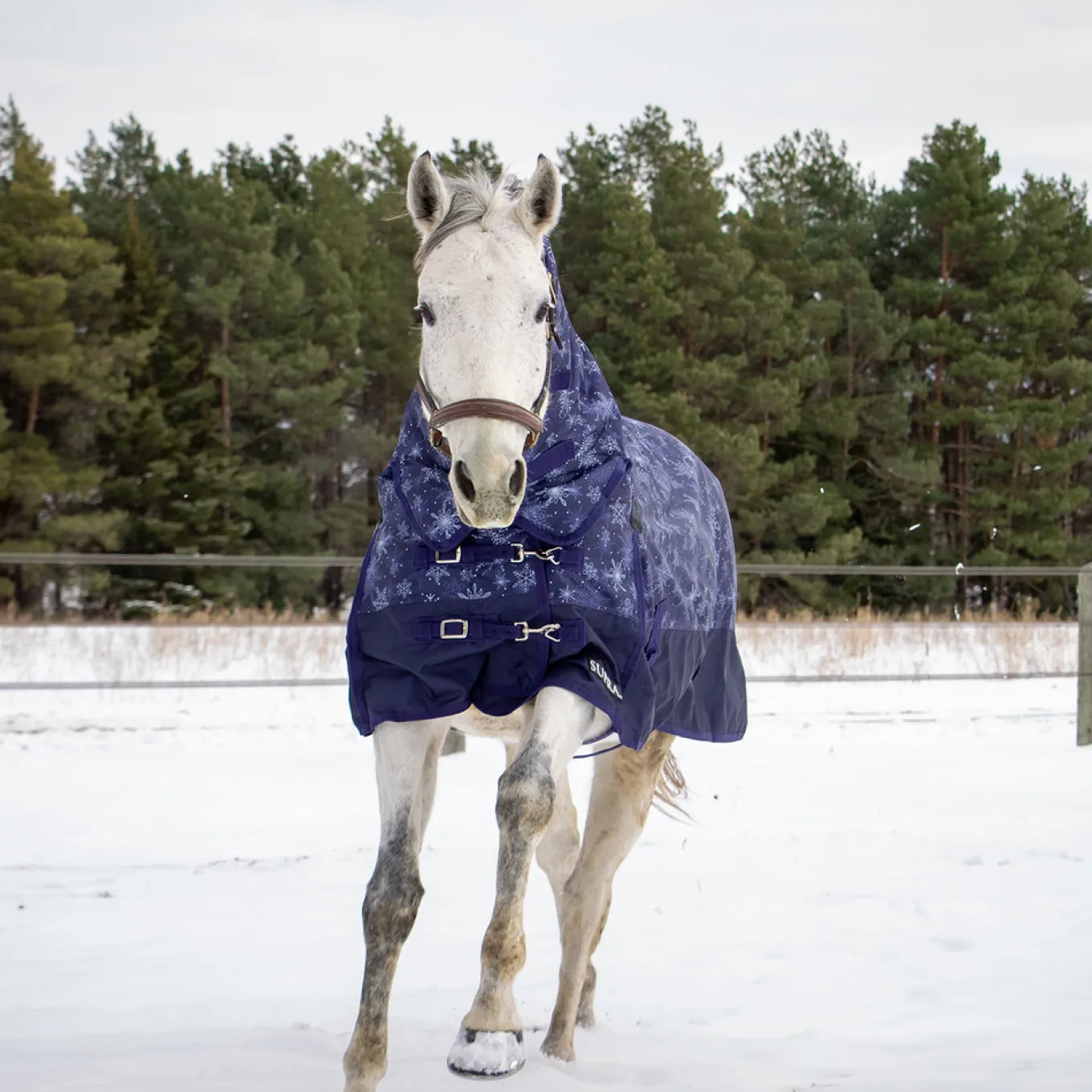 Supra Full Neck Turnout Blanket 300 g