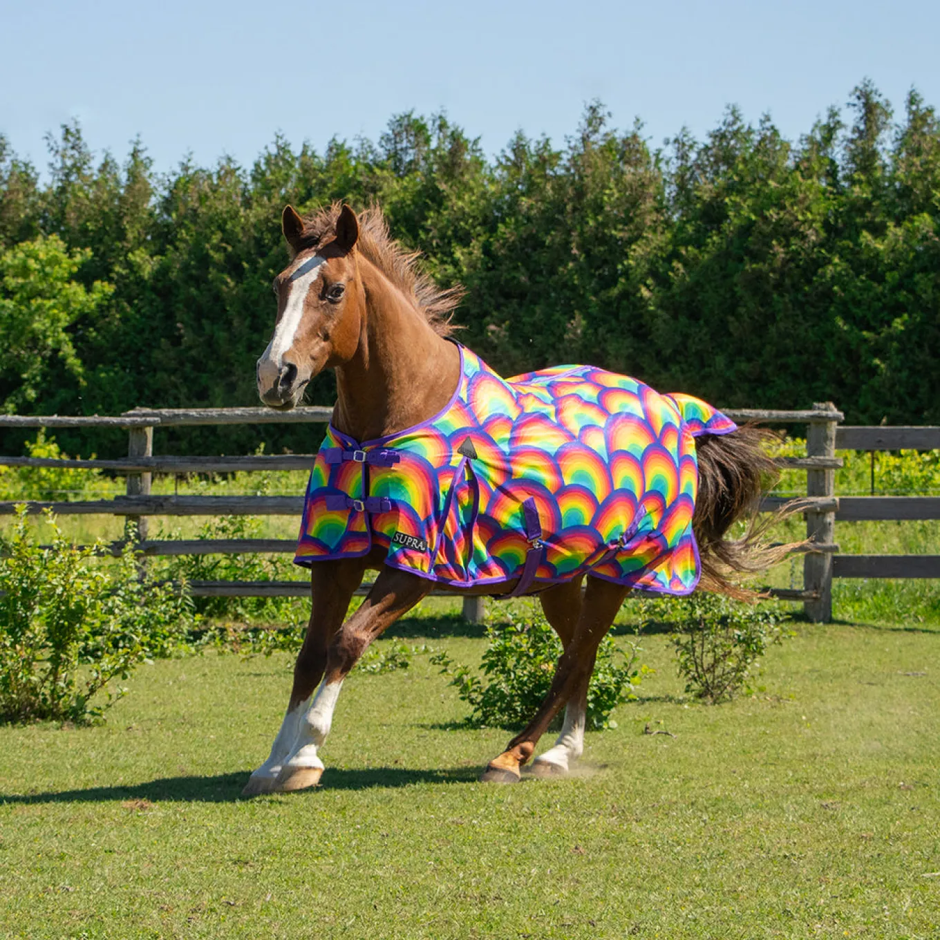 Supra Rainbow Fly Sheet