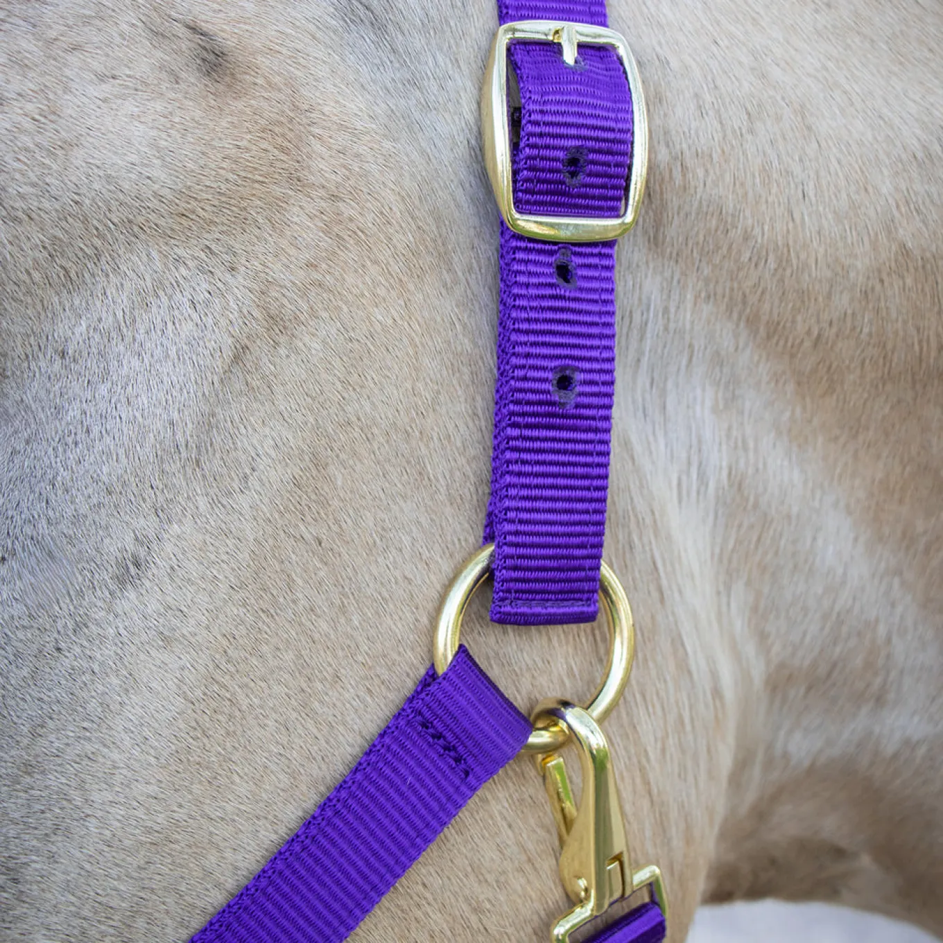 Supra Stable Halter