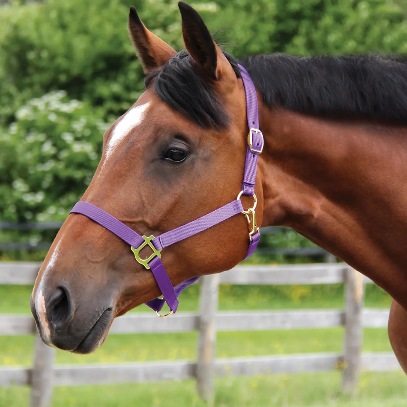 Supra Stable Halter