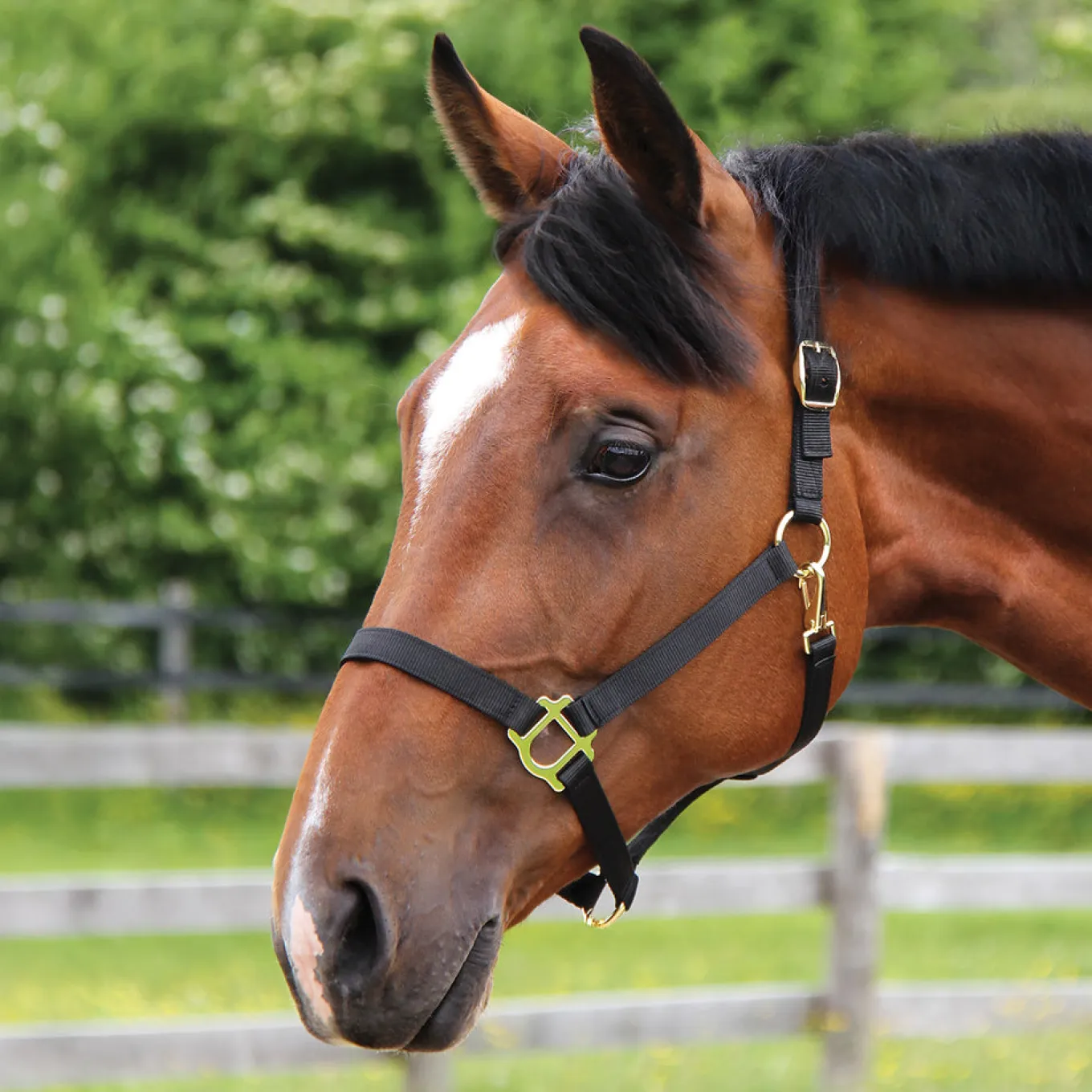 Supra Stable Halter