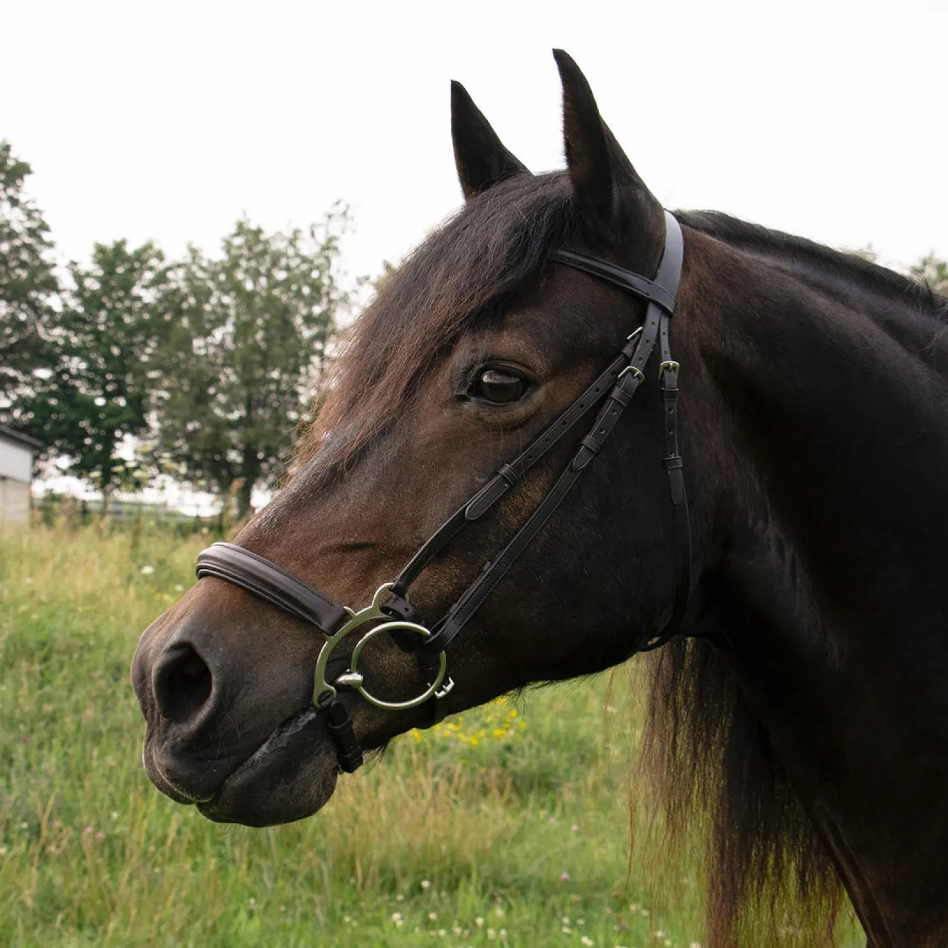 Val du Bois Controller Noseband