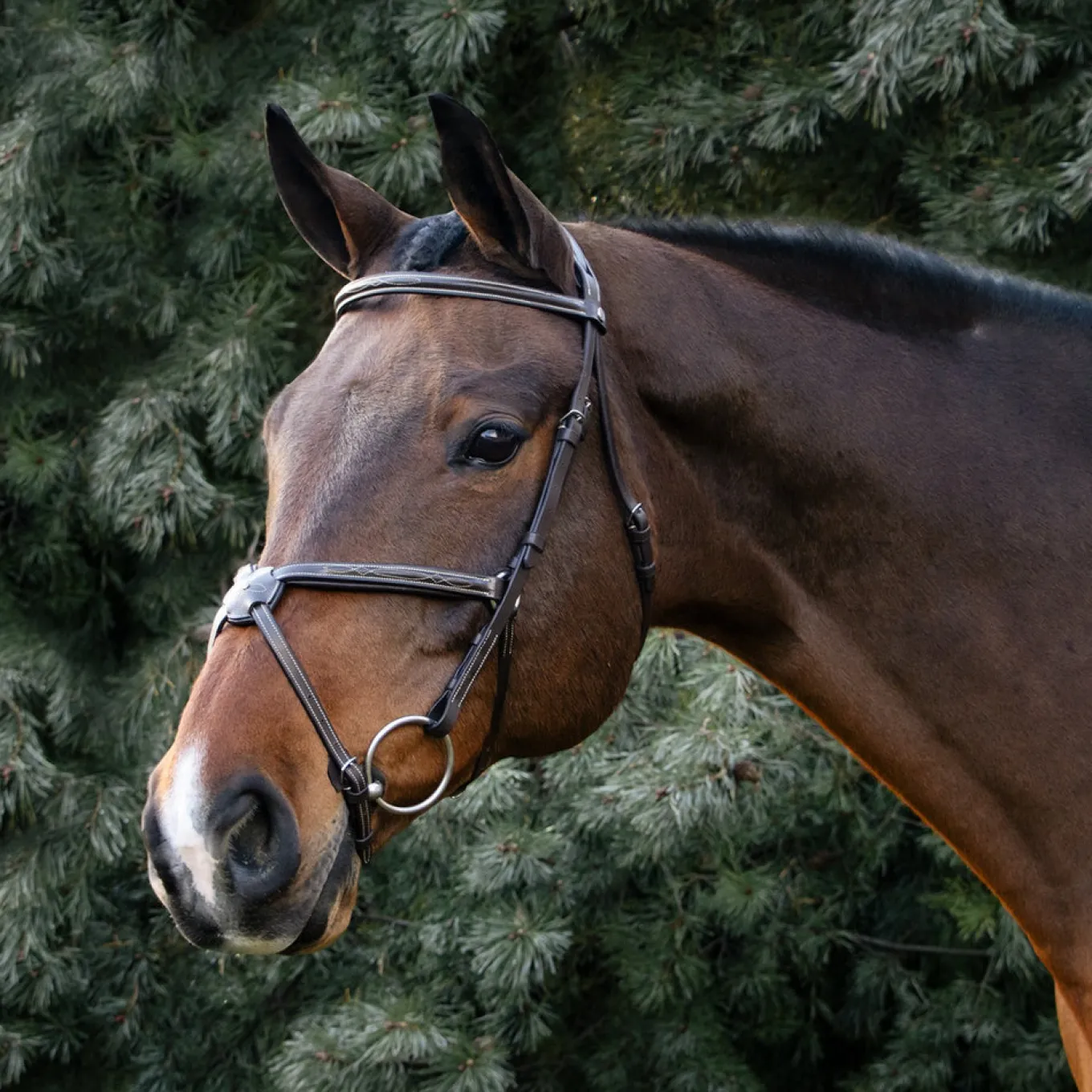 Val du Bois Padded Fancy Stitched Figure-8 Bridle